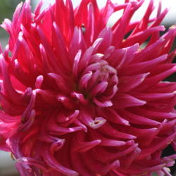 Thumb of 2017-08-25/drewtheflorist/24fee8