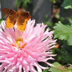 Thumb of 2017-08-25/drewtheflorist/e0a69e