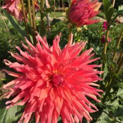 Thumb of 2017-08-27/Benny101/369d05