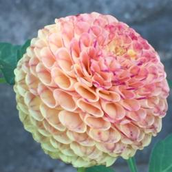 Thumb of 2017-08-27/Benny101/57d44c