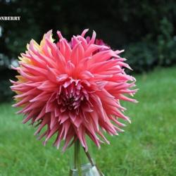 Thumb of 2017-08-27/vikingcraftsman/f891f9