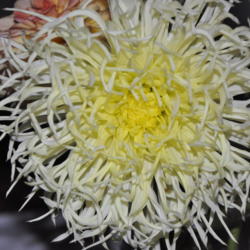 Thumb of 2017-09-14/drewtheflorist/6d405c