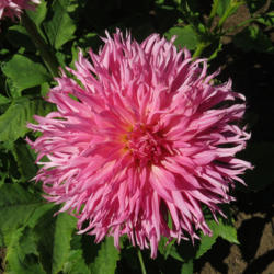 Thumb of 2017-09-14/teddahlia/837ede