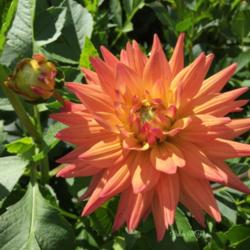 Thumb of 2017-09-18/DillyDahlia/be1f51