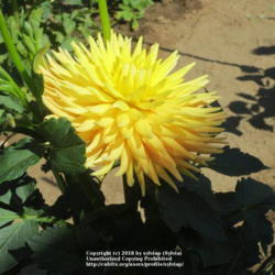 Thumb of 2018-07-13/sylviap/743520
