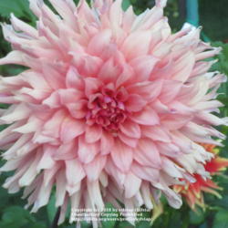 Thumb of 2018-07-14/sylviap/2963ad