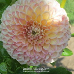 Thumb of 2018-07-20/sylviap/e7ed39