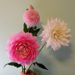 Thumb of 2018-10-24/teddahlia/aa324b
