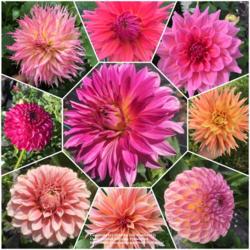 Thumb of 2018-10-27/DillyDahlia/c70182