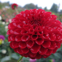 Thumb of 2018-11-06/teddahlia/d4a0c8
