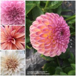 Thumb of 2018-11-11/DillyDahlia/cc7e3d