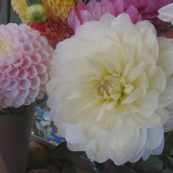 Thumb of 2018-11-12/teddahlia/5c1746
