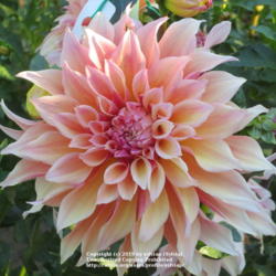 Thumb of 2019-08-16/sylviap/54fb29