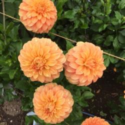 Thumb of 2019-08-25/Islander/ae4d09