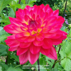 Thumb of 2019-09-02/blown_dry/375871