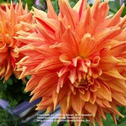 Thumb of 2019-09-02/blown_dry/45ea48