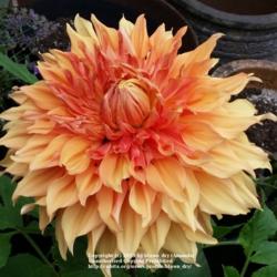 Thumb of 2019-09-02/blown_dry/5d9248