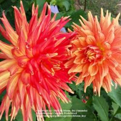 Thumb of 2019-09-02/blown_dry/6f1b11