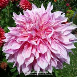 Thumb of 2019-09-02/blown_dry/845d8d