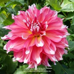 Thumb of 2019-09-02/blown_dry/9acdfd