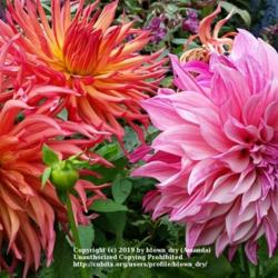 Thumb of 2019-09-02/blown_dry/eea714