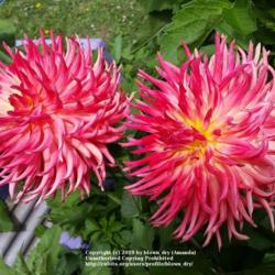 Thumb of 2019-09-02/blown_dry/fcf4c3