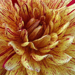 Thumb of 2019-09-02/teddahlia/14c8bc