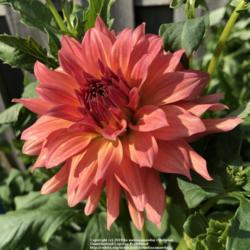 Thumb of 2019-09-08/melissamaeday/6a70f6