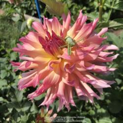 Thumb of 2019-09-08/melissamaeday/ea755e