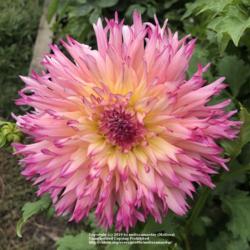 Thumb of 2019-09-08/melissamaeday/ec345c