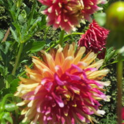Thumb of 2019-09-08/sylviap/f22dcf
