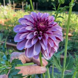 Thumb of 2021-07-26/Islander/ac4b66