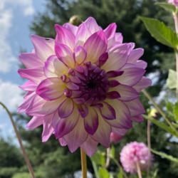 Thumb of 2021-08-04/AndreaB/0f5173