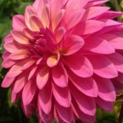 Thumb of 2021-09-17/CCvacation/289528