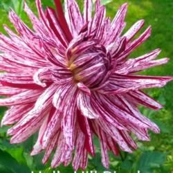 Thumb of 2021-09-17/CCvacation/3577ec