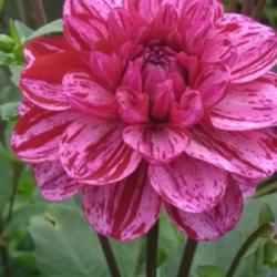 Thumb of 2021-09-17/CCvacation/94c7a7