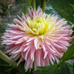 Thumb of 2021-09-17/edewitt/0eecdc