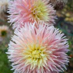 Thumb of 2021-10-09/edewitt/f46613