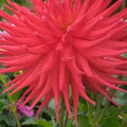 Thumb of 2021-10-10/CCvacation/807674