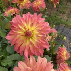 Thumb of 2021-10-10/Islander/80cec9