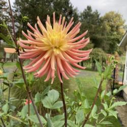 Thumb of 2021-10-10/Islander/83089f