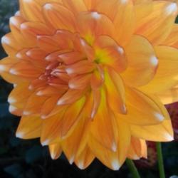 Thumb of 2021-10-12/CCvacation/a4be41