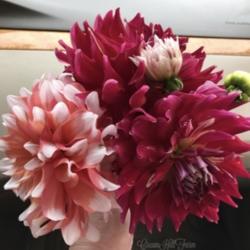 Thumb of 2021-10-14/DillyDahlia/ca1e47