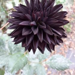 Thumb of 2021-10-14/honnat/156fc0