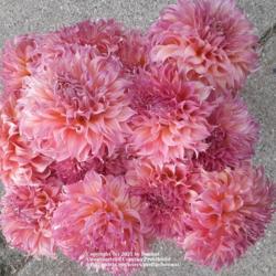 Thumb of 2021-10-14/honnat/15eee0