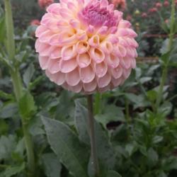 Thumb of 2021-10-14/honnat/2065b3