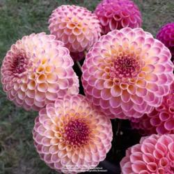 Thumb of 2021-10-14/honnat/34fb3b