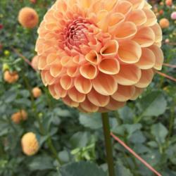 Thumb of 2021-10-14/honnat/80bec0