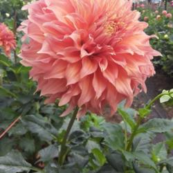 Thumb of 2021-10-14/honnat/815682