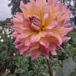 Thumb of 2021-10-14/honnat/aa428a